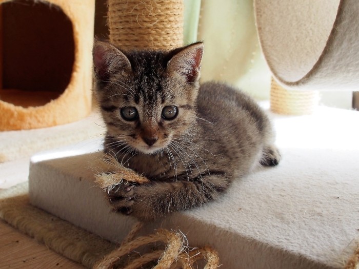 歴代保護猫の遊び道具がいっぱいの喜美子さんち