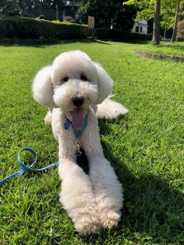 オフのモリス。スウェーデン出身のイケメン。性格はとてもマイペースだそう