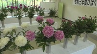 中四国最大の「シャクヤク」産地 岡山・高梁市で共進会が開かれる