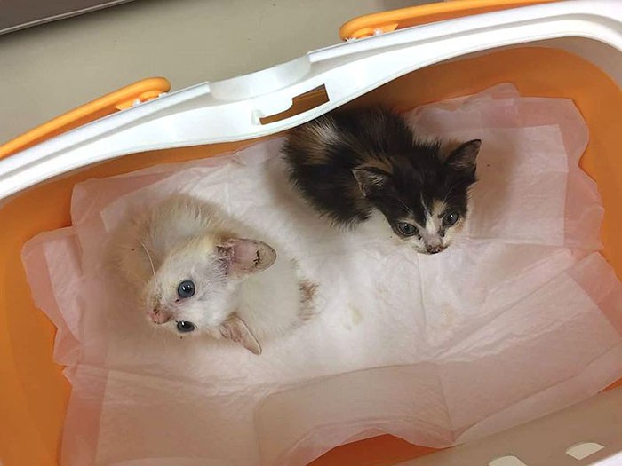 動物愛護センターから引き出した日のこもも(左)