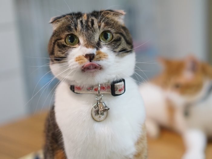 「現場からは以上です。ぺろっ」