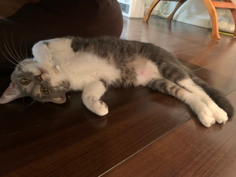 時間をかけて家族に心をゆるしたグリ(優香さん提供)