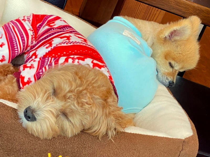 同じベッドで一緒にうとうと。これからも仲よくね(お母さん提供)