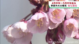 宮城県で季節外れの温かさ 仙台・太白区で早咲きのオオカンザクラが開花
