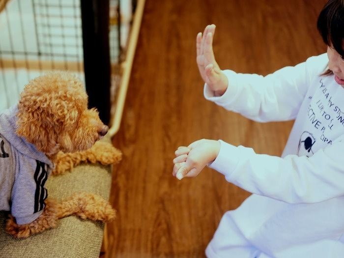 「待て」ができるし