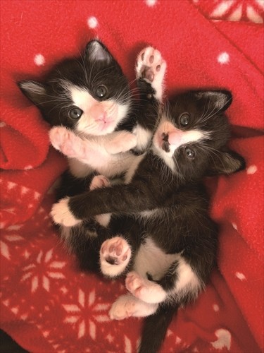 子猫の命を未来へつなぐ ミルクボランティア(きむらかおり撮影、「猫にひろわれた話」より、辰巳出版提供)