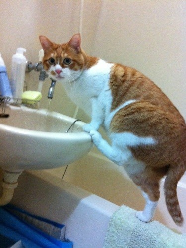 水道の蛇口から水を飲むのが好き(Yさん提供)