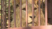 香川生まれのライオンのオス「チャーリー」 池田動物園で一般公開が始まる 岡山市