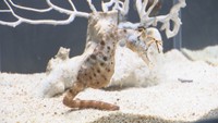 四国水族館で「タツノオトシゴ」などの展示会 2024年の干支「辰」にちなんで 香川・宇多津町