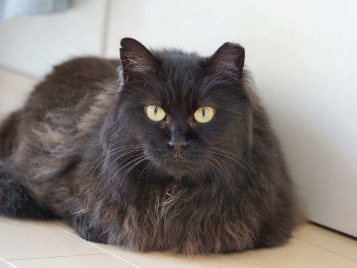 「顔をよく見ると、ちょっとゴリラっぽいんですよね(笑)」と大日向さん