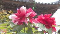 薬王寺で約400株のボタンが見頃 境内には花の甘い香り 御朱印も数量限定で頒布 香川・三豊市