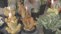 家に緑がある生活を 人気の観葉植物や手入れの方法【くらしのアイデアパーク】