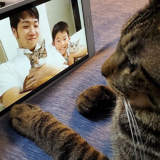 可愛い猫だな…あれ?