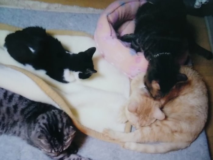 懸命に生きた白黒猫の紅音は、夫婦の心に永遠に生き続けている