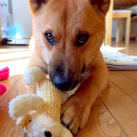 おもちゃをあぎあぎあぎ。ヤンチャそうな表情がまたかわいい!