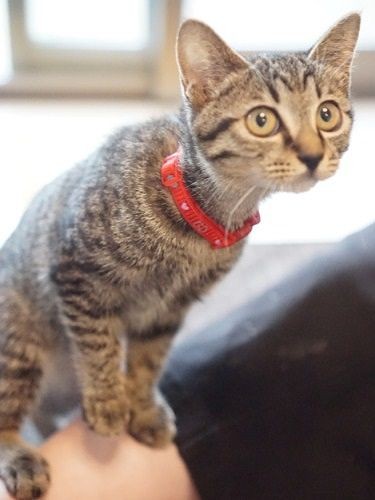 「あれ?パパ帰ってきたんじゃない?今日も甘えちゃお」