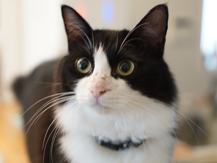 東京都動物愛護相談センターより引き出した虹彦(1歳)