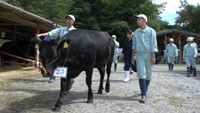 ベテラン農家をおさえ高校生が育てた牛がグランドチャンピオン 特産の千屋牛のコンテスト 岡山・新見市