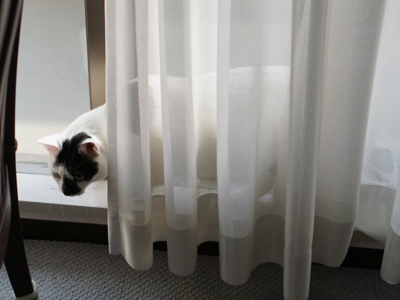 家族を探してます。ちらっ