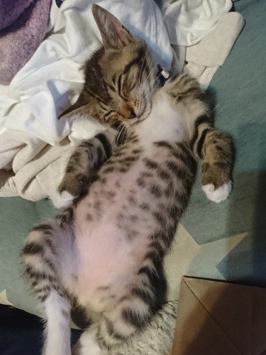 幼少時、天使のようなへそ天(慎也さん提供)