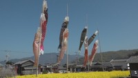 黄色いじゅうたんの上を悠々と泳ぐこいのぼり 香川・小豆島町