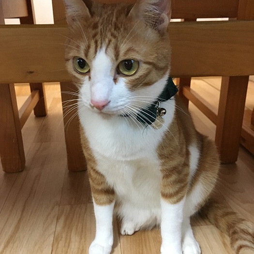 おとなになった幸村(元タケノコ)