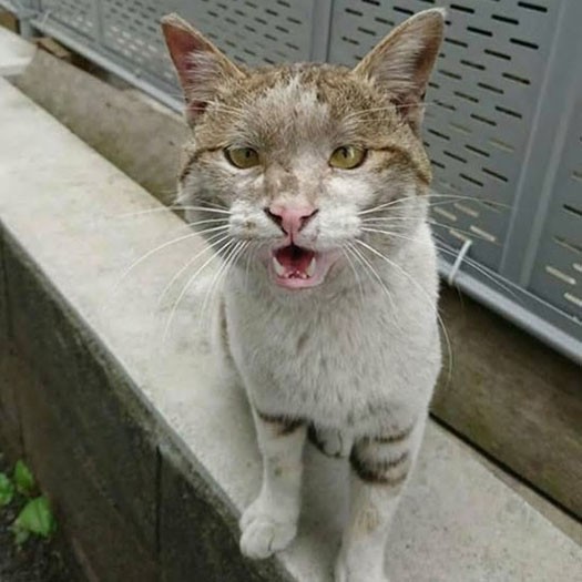 薄汚れていたでか丸