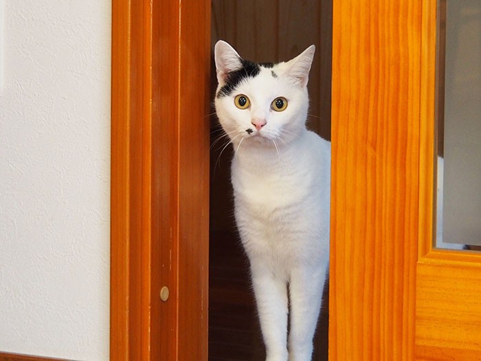 最初の保護猫「班奈」