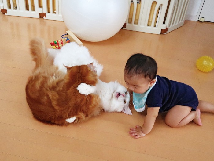 「ケンカはやめてー」 トヨとライがケンカをしていると次男のハル君が仲裁に入る