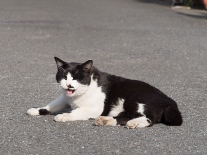 道路の真ん中に寝そべるハチワレ。「遊んでー」。(小林写函撮影)
