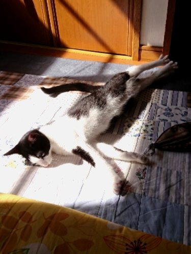 光の中でのび~「おかあさんは僕の体が伸びるのカワイイっていうよ」