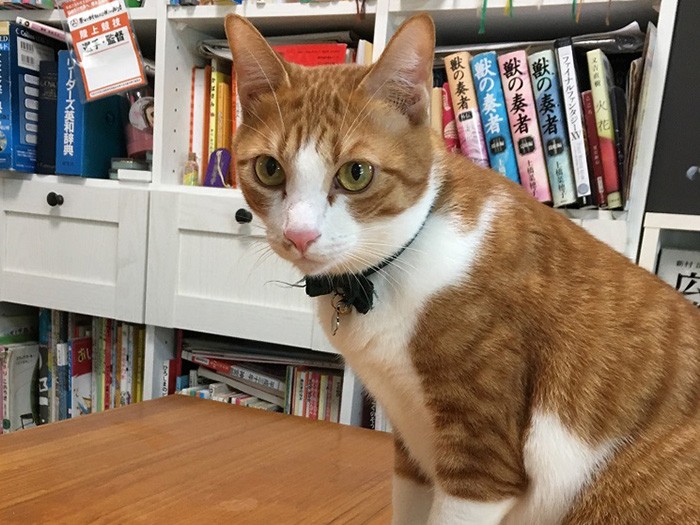 すっかりおとなになった幸村