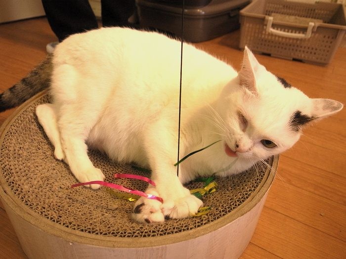 左目があれば、捕まえられるよ