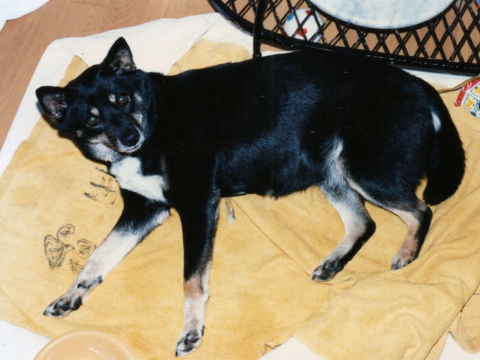 自分よりはるかに小さなディーナが怖くておびえていたネネ。いつの間にか恐怖は克服したようで、気づけば一緒に昼寝する仲に