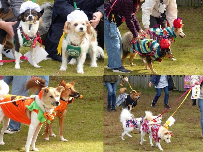 ハロウィンが近かったため、卒業犬たちも仮装を楽しんだ「ぷち交流会」。動物ボランティアでは、仕事では出会えない方々とのつながりもできる