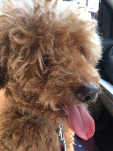 保護時。前の飼い主に放置されて毛がもじゃもじゃだった…