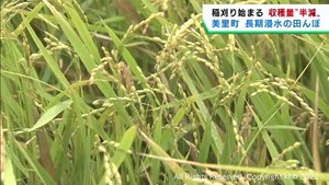 7月の記録的な大雨による被害 宮城・美里町で稲刈りが始まるも米の収穫量が半分の農家も