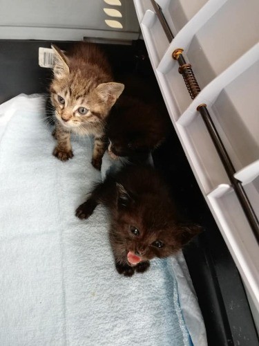 センターから引き出した猫