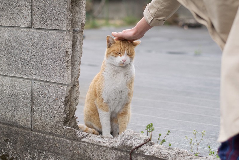 まだなでるの?(小林写函撮影)