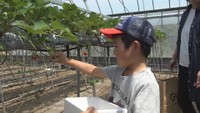 小豆島でイチゴ取り放題 地元の小学生が今シーズン最後の収穫を楽しむ 香川・土庄町