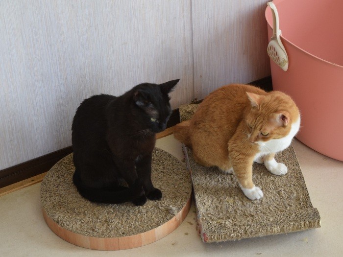 動物たちが気持ちよく過ごせるよう、相性にも気を配っている