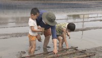 ふわふわヌルヌル♪幼稚園児が田んぼで「田植え体験」 高松市