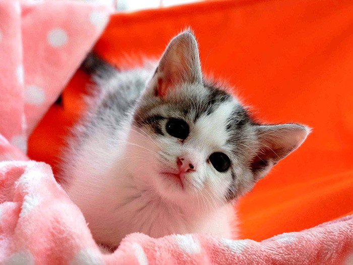 入選した「我が家の天使」=おおいた動物愛護センター提供