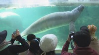 【特集】新屋島水族館が2年休館 リニューアル前の最終営業日に密着 イルカ、世直し侍 また会う日まで 高松市