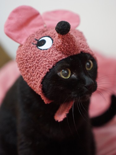 イヌオのほうが似合うかな?