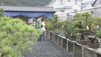 高松盆栽の郷フェスタ 愛好家ら所蔵の逸品など並ぶ 香川