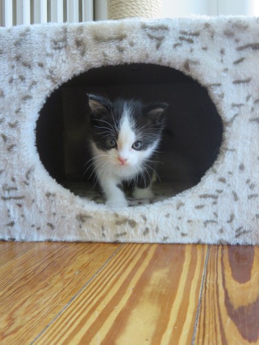 猫の成長は早い。好奇心旺盛でなんでも遊んでいた生後2カ月ごろ(文さん提供)