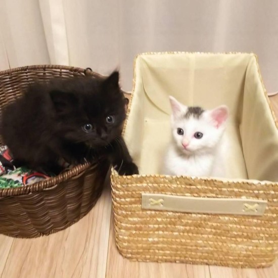 この世に生を受けて1カ月。400g~500gしかないbabyちゃん。今を懸命に生きる動物の姿にいつも学ばされます