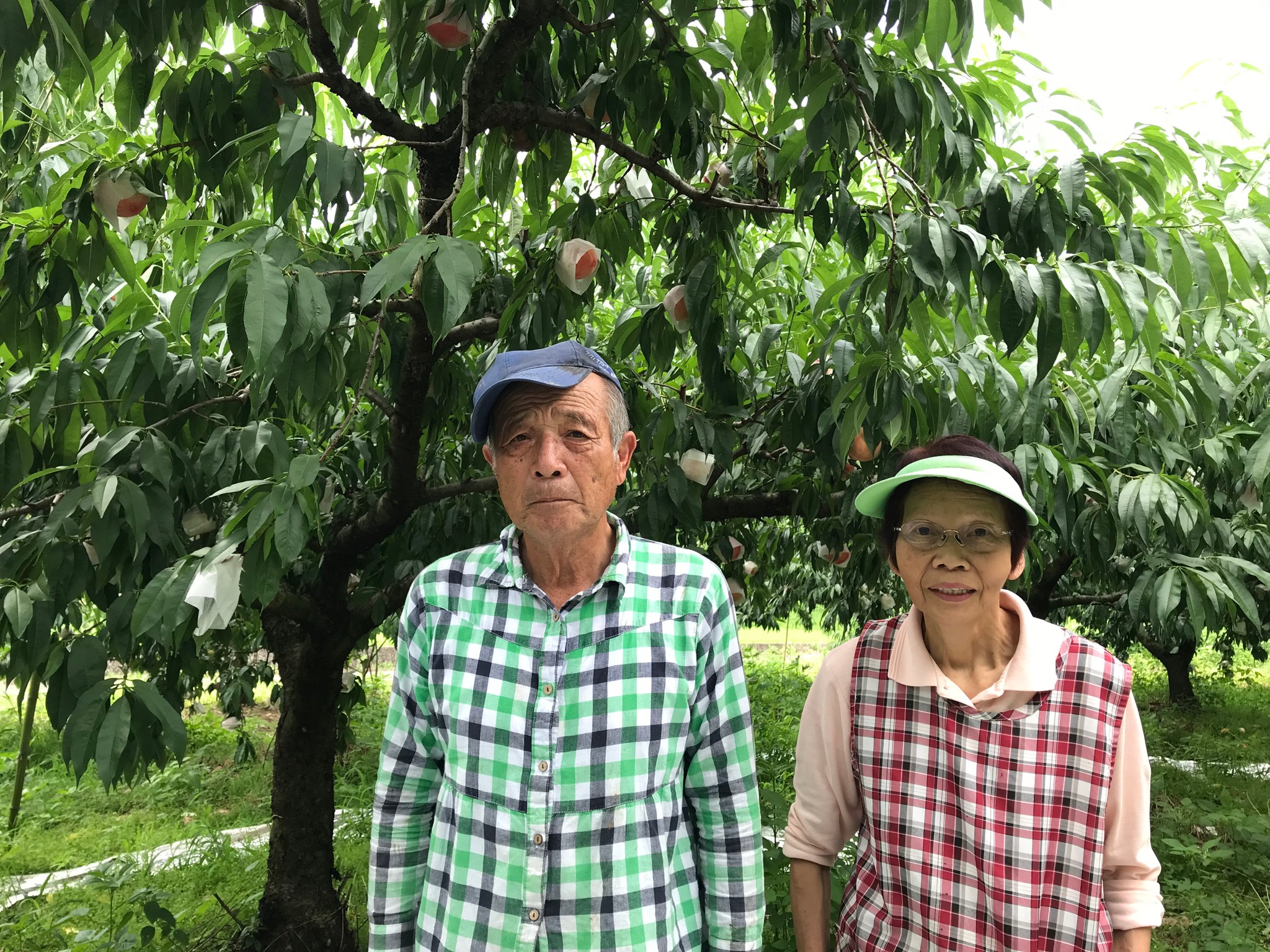 讃岐富士の麓にある桃農園に約30個のツバメの巣 「巣立つその日まで」愛情深く見守る夫婦の物語 香川・丸亀市