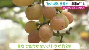 秋が旬の果物には猛暑の影響 農家が知恵を絞る